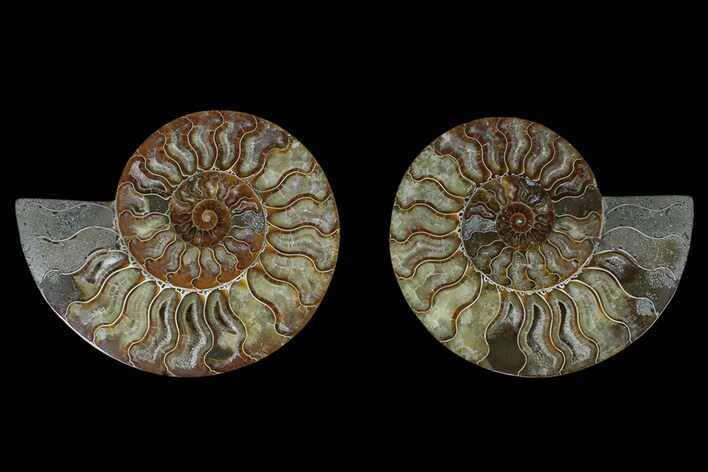 Agate Replaced Ammonite Fossil - Madagascar #166903